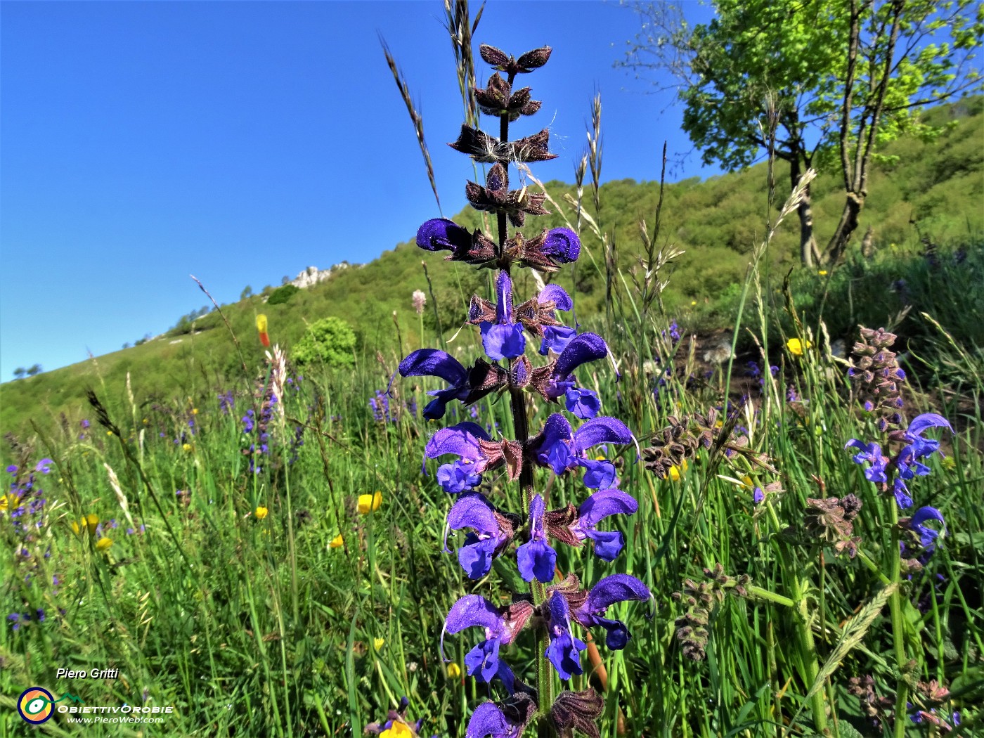 14 Salvia pratensis (Salvia dei prati).JPG